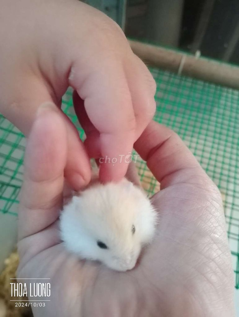 Chuột hamster winter white baby