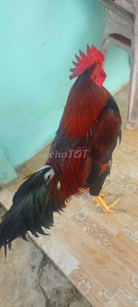 Điều 3kg đang đi lông chuyền. Mua bán Gà tại Huyện Mỹ Xuyên Sóc Trăng được đăng bởi Danh hình 1
