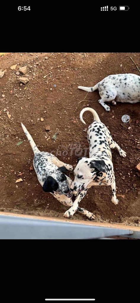 Chó Dalmatian Đốm đen trắng. Mua bán Chó tại Thành phố Buôn Ma Thuột Đắk Lắk được đăng bởi Tên chưa cung cấp hình 1