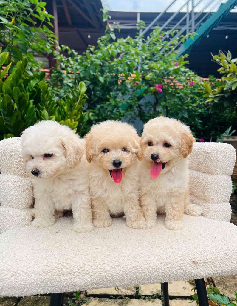 Chó Poodle Kem Đã tiêm phòng. Mua bán Chó tại Thành phố Buôn Ma Thuột Đắk Lắk được đăng bởi Anh khoa hình 1