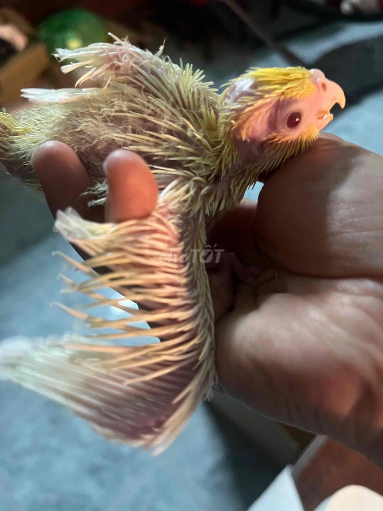VẸT COCKATIEL LUTINO MẮT ĐỎ. Mua bán Chim tại Quận Gò Vấp Tp Hồ Chí Minh được đăng bởi Phương Mai hình 1