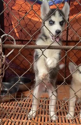 Chó Husky Đực Cái Trắng xám