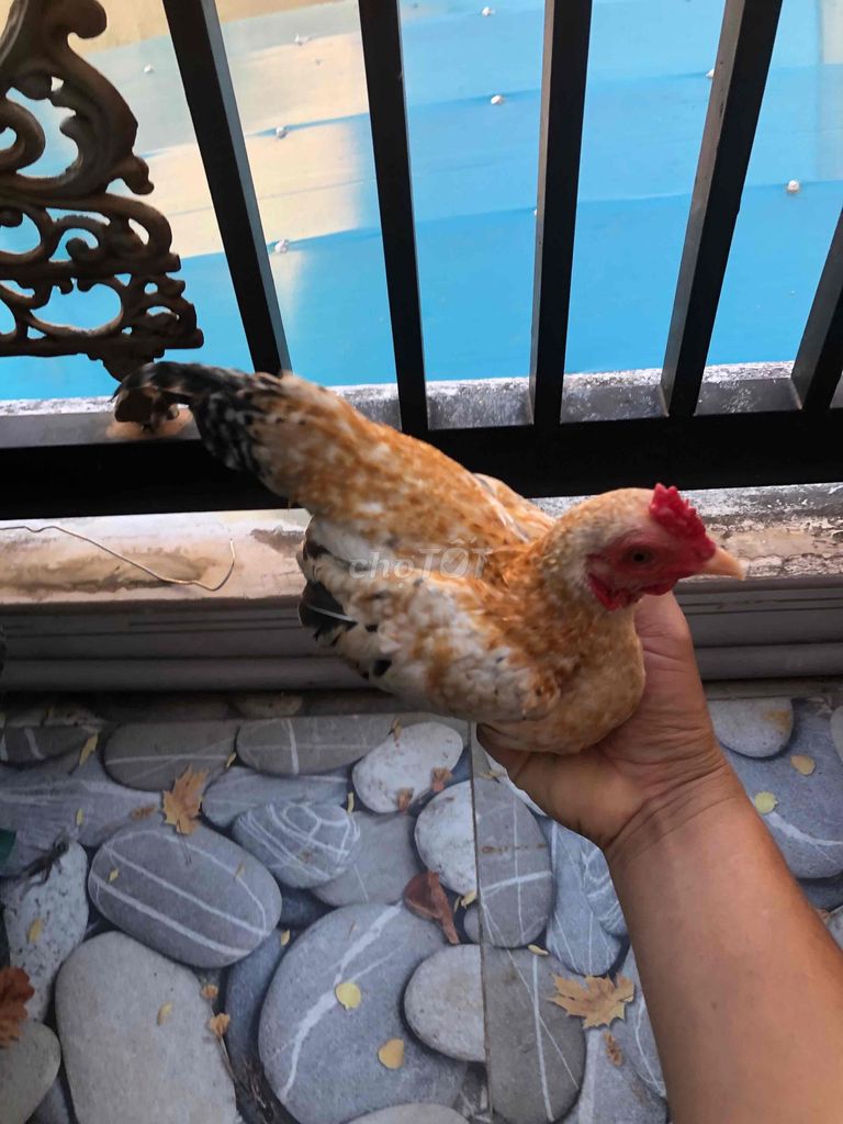 Gà tre Vàng Đen Trắng. Mua bán Gà tại Huyện Nhà Bè Tp Hồ Chí Minh được đăng bởi LÊ VĂN GIÀU hình 1