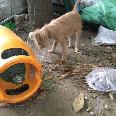 Chó Lông xù Vàng