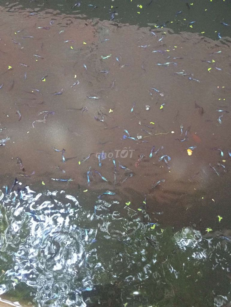 Cá Rồng Tím Thủy Sinh 50 con 100k. Mua bán Thú cưng khác tại Huyện Châu Thành Tây Ninh được đăng bởi tan dat hình 1