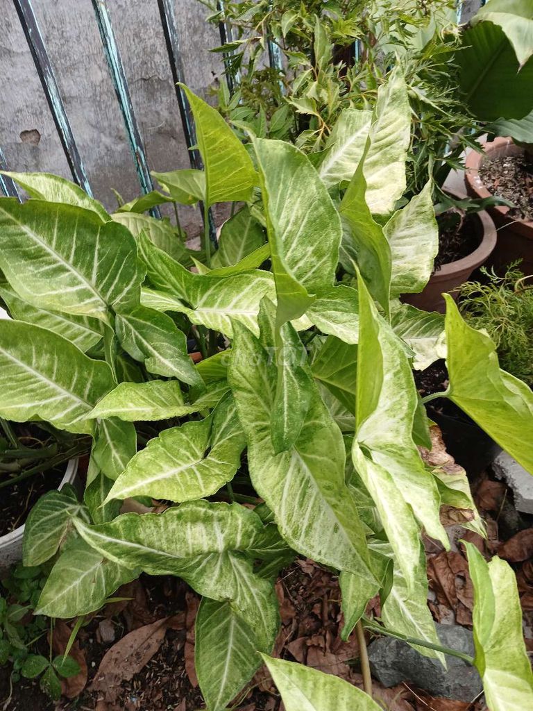 Bán 5 loại cây cảnh đồng giá. Mua bán Cây cảnh, đồ trang trí tại Quận Gò Vấp Tp Hồ Chí Minh được đăng bởi Cuong hình 1
