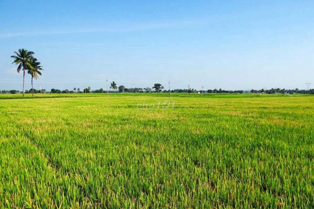 Bán đất nông nghiệp trồng lúa huyện Cờ Đỏ, Cần Thơ
