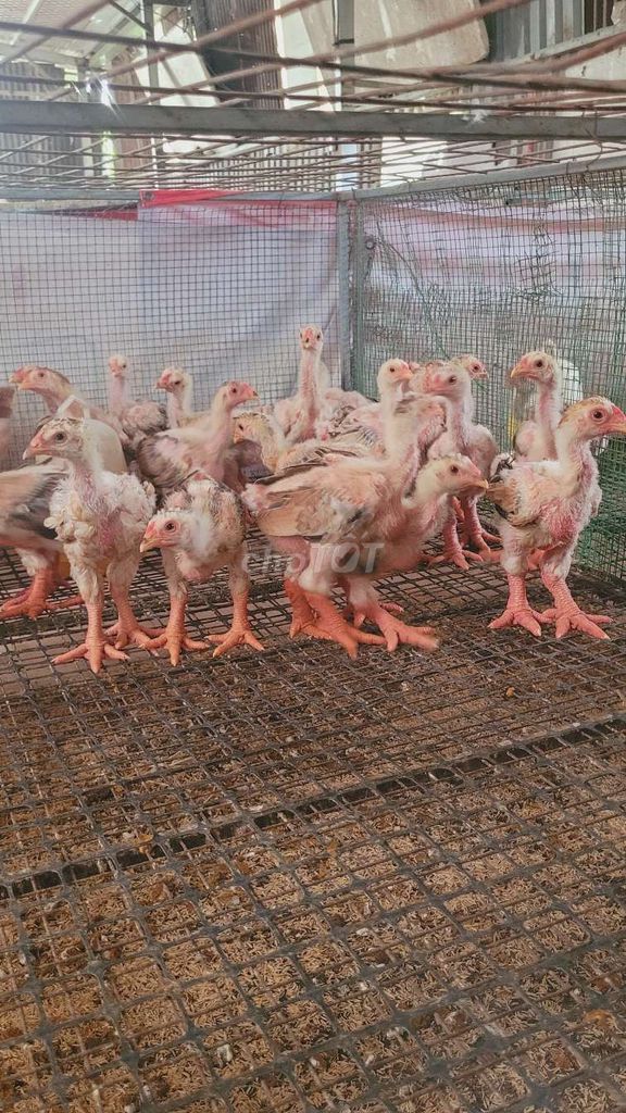 Gà Đông Tảo thuần chủng 300-500g. Mua bán Gà tại Thành phố Thuận An Bình Dương được đăng bởi Hảo hình 1