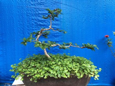 thanh lý nhanh cây mai chiếu thủy bonsai dán đẹp. Mua bán Cây cảnh, đồ trang trí tại Thành phố Biên Hòa Đồng Nai được đăng bởi Nhan nha 