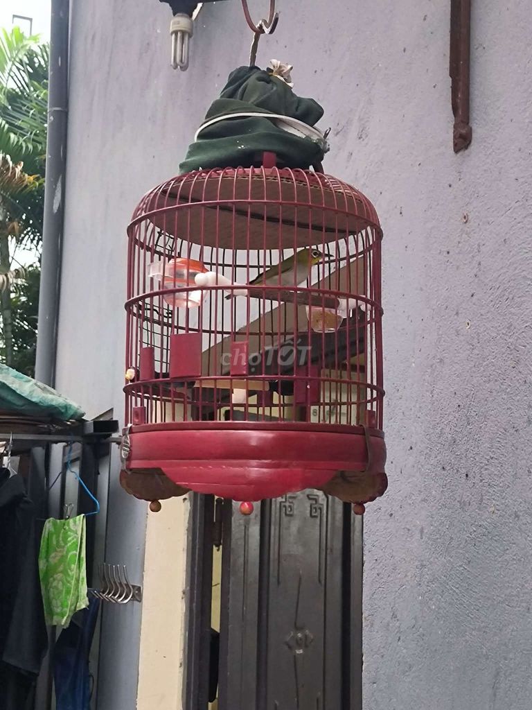 Chim khuyên líu. Mua bán Chim tại Quận Hai Bà Trưng Hà Nội được đăng bởi Hoàng Anh  hình 1