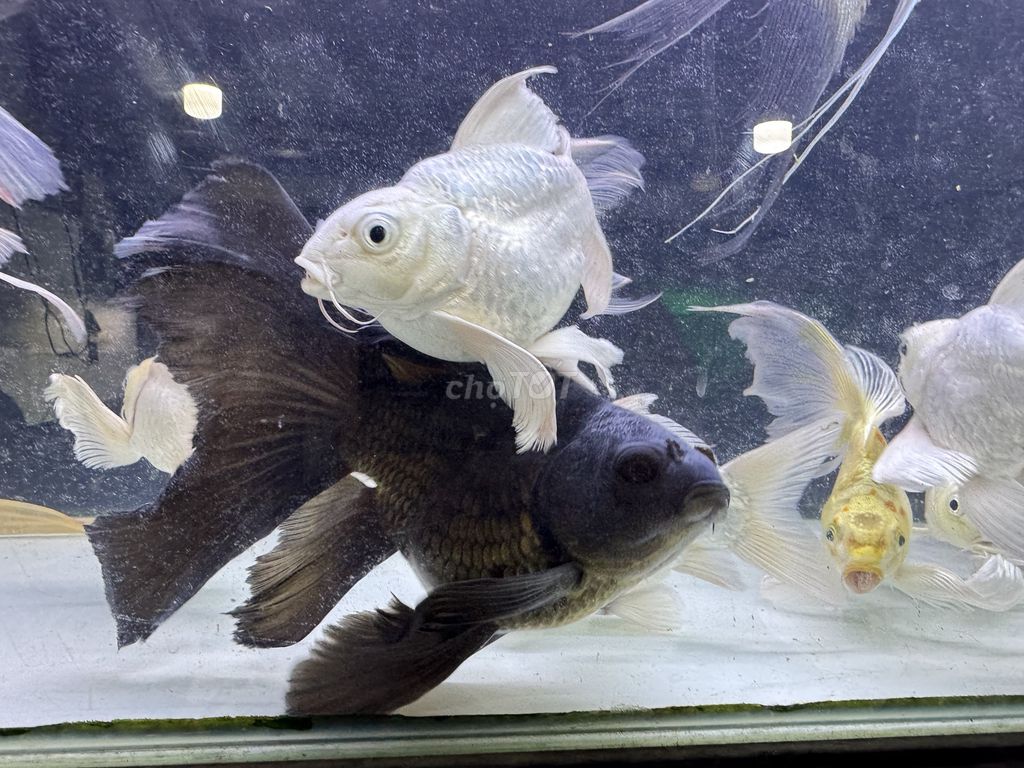 Cá chép sư tử. Mua bán Thú cưng khác tại Huyện Bình Chánh Tp Hồ Chí Minh được đăng bởi Thắng hình 1