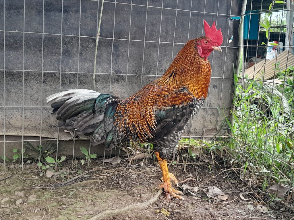 Cú 3kg250, mẽ đấu, rất đâm. Giá 4tr5. Mua bán Gà tại Quận Cái Răng Cần Thơ được đăng bởi Tấn Lực Trần hình 1