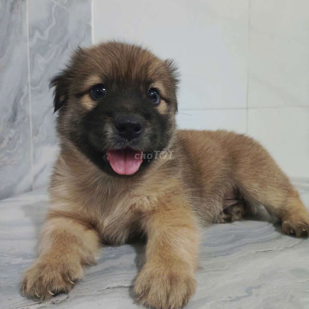 Becgie F1 đực tay chân to bự khôn lanh biết sủa. Mua bán Chó tại Quận 6 Tp Hồ Chí Minh được đăng bởi Tăng Chí Lương  hình 1
