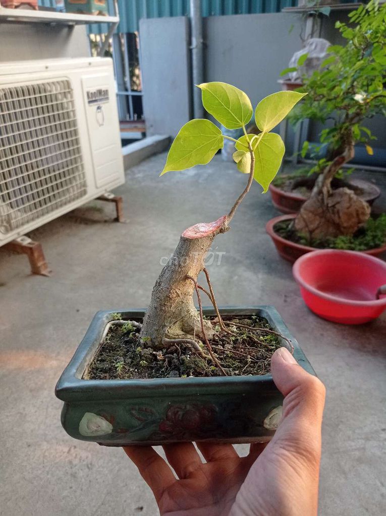 Cây bonsai