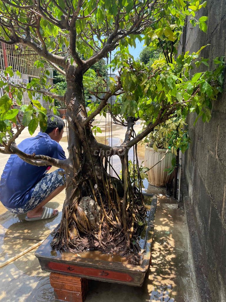 Cây si 10 năm dáng đẹp. Mua bán Cây cảnh, đồ trang trí tại Thành phố Buôn Ma Thuột Đắk Lắk được đăng bởi ng huyy hình 1