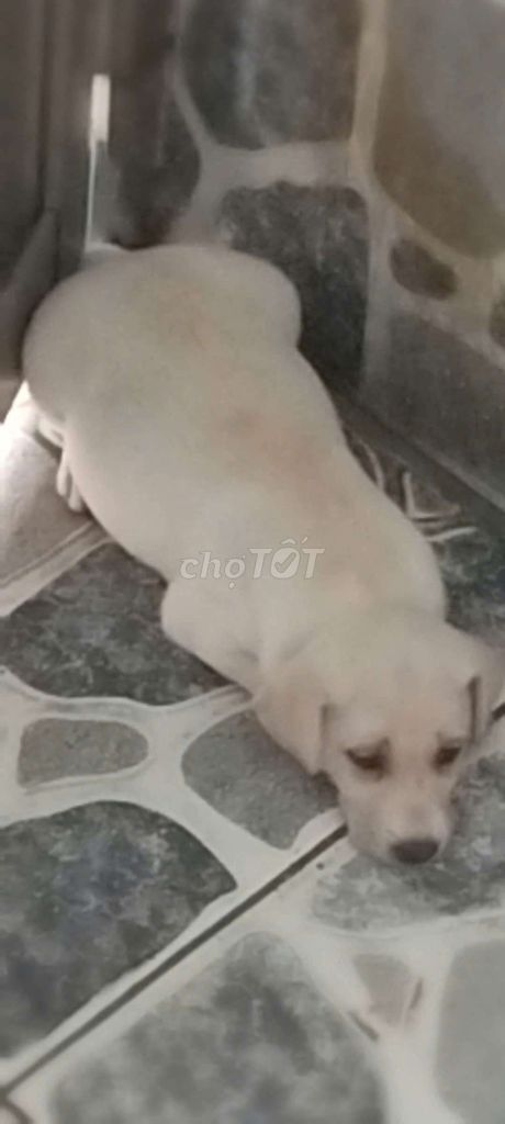 Cần tìm nhà mới cho bé cún lai giống to. Mua bán Chó tại Thị xã Tân Uyên Bình Dương được đăng bởi Phan Trường hình 1