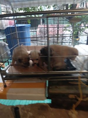 Chó Lai Phốc Sóc 2 tháng tuổi - 134715323