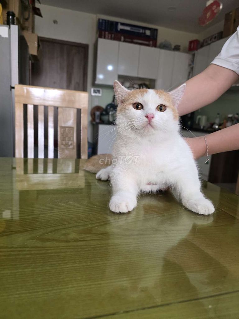 Bé zai mèo anh lông ngắn chân lùn tịt mặt bánh bao. Mua bán Mèo tại Quận 8 Tp Hồ Chí Minh được đăng bởi Liam hình 1