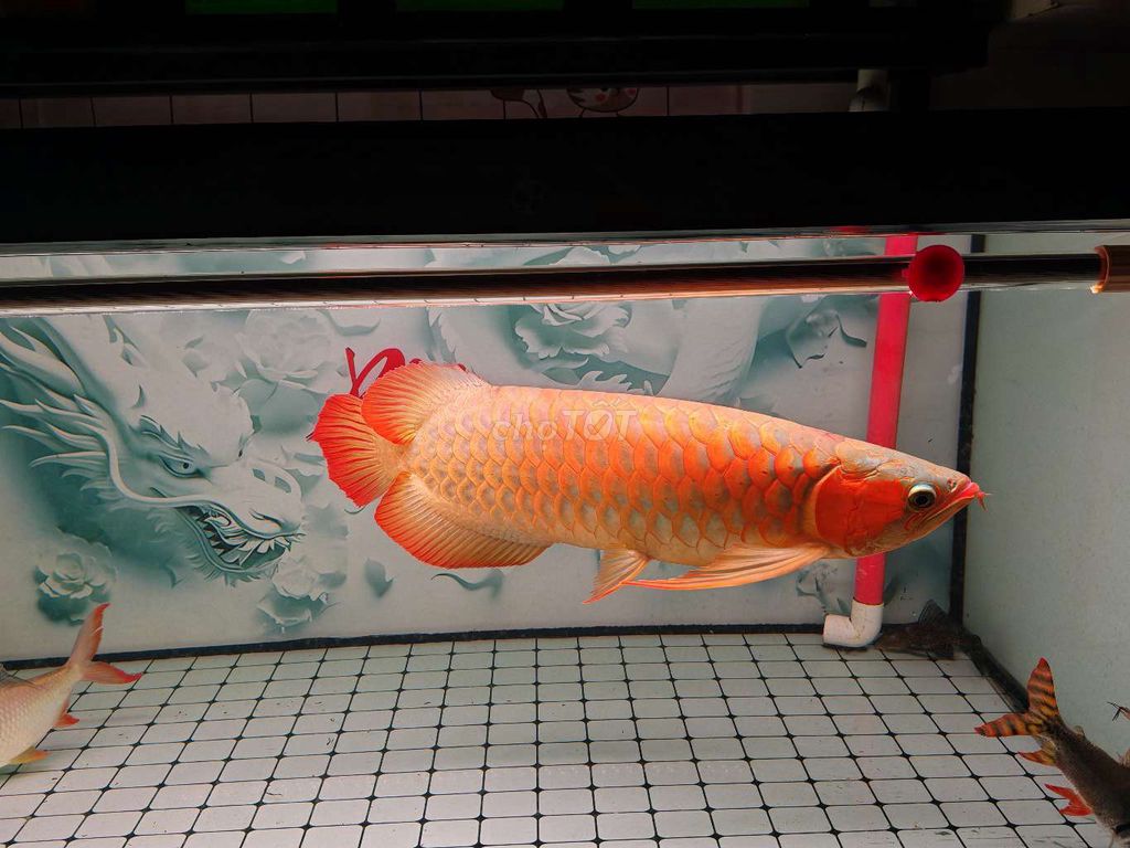 Cá Rồng Huyết Long size55,57, phi phụng và kim sơn. Mua bán Thú cưng khác tại Thành phố Thủ Đức Tp Hồ Chí Minh được đăng bởi trương hình 1