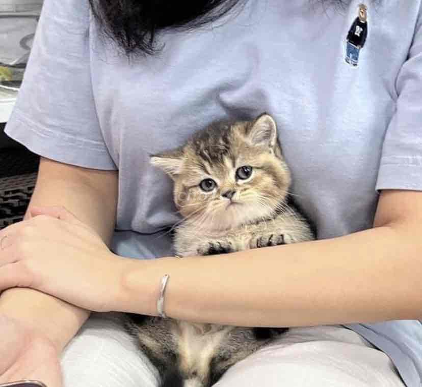 mèo Anh lông ngắn siêu cấp cute