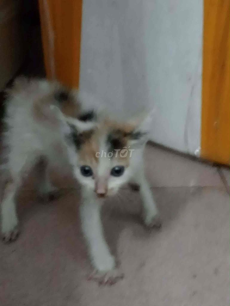Mèo Scott lai. Mua bán Mèo tại Quận Bình Thạnh Tp Hồ Chí Minh được đăng bởi Mèo hình 1