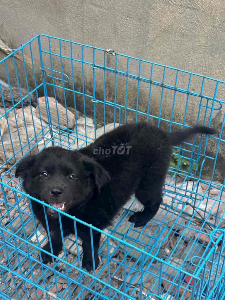 Chó Bắc Hà Cái. Mua bán Chó tại Quận Gò Vấp Tp Hồ Chí Minh được đăng bởi Diễm hình 1