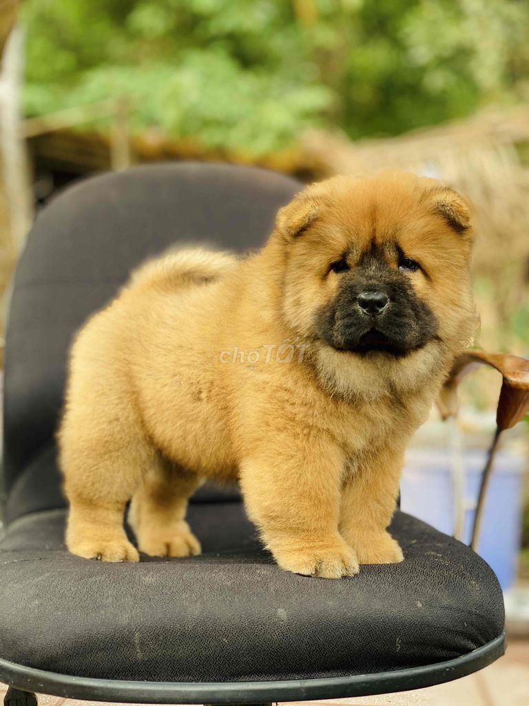 CHOWCHOW SIÊU ĐẸPPP