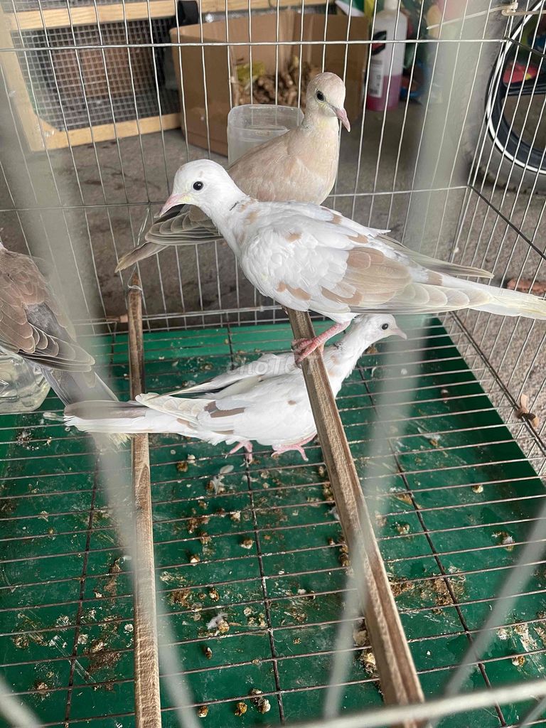 Chim Vú thái, Vú nhật 3 tháng nhiều màu. Mua bán Chim tại Huyện Đông Anh Hà Nội được đăng bởi Duy Hưng hình 1