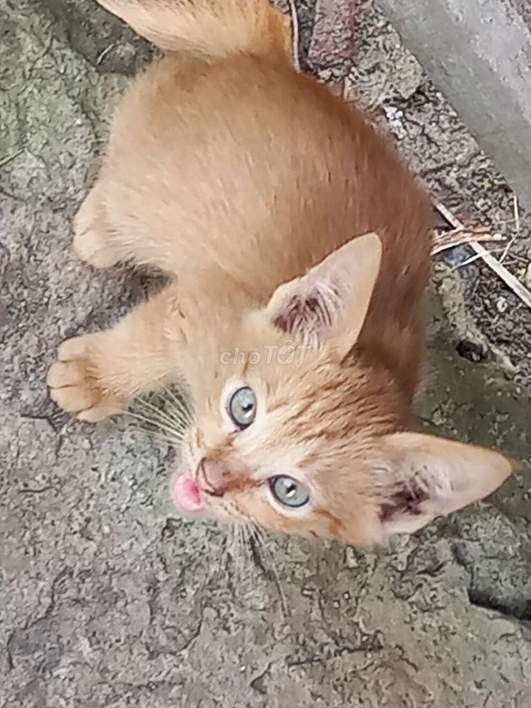 Mèo con. Mua bán Mèo tại Quận Cái Răng Cần Thơ được đăng bởi Lý phú vinh hình 3