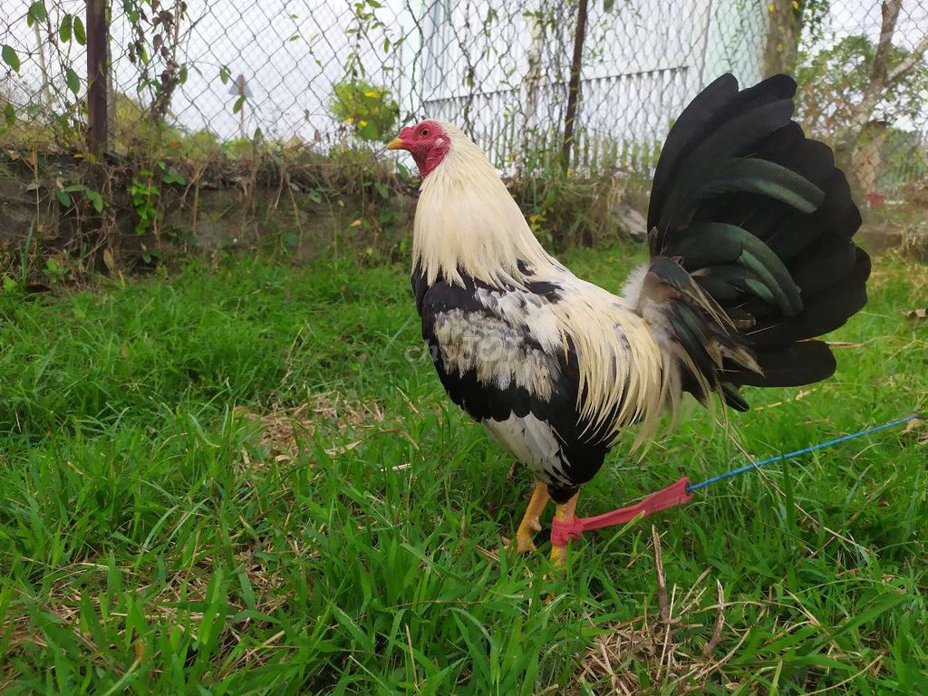 Gà tre 1kg180. Mua bán Gà tại Huyện Vĩnh Cửu Đồng Nai được đăng bởi Thú cưng  hình 1