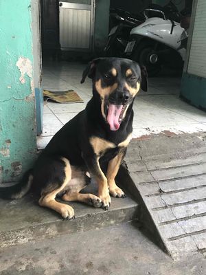 chó lai. Mua bán Chó tại Quận 8 Tp Hồ Chí Minh được đăng bởi bảo nguyễn