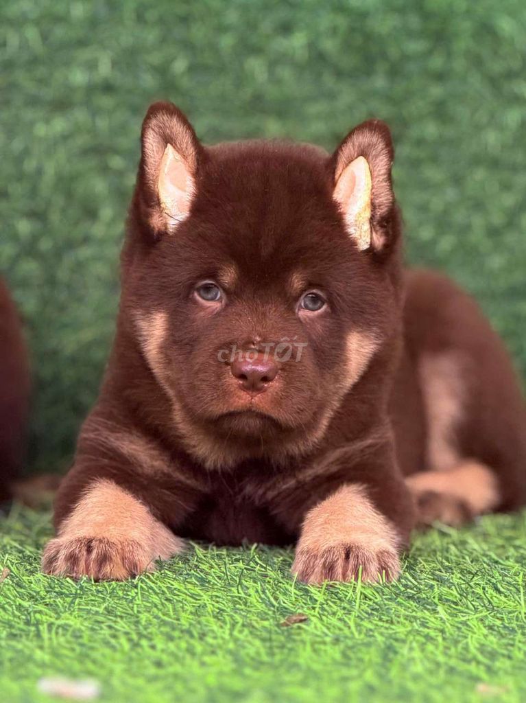Chó đuc siêu đẹp. Mua bán Chó tại Thành phố Thủ Đức Tp Hồ Chí Minh được đăng bởi cho H mong hình 1