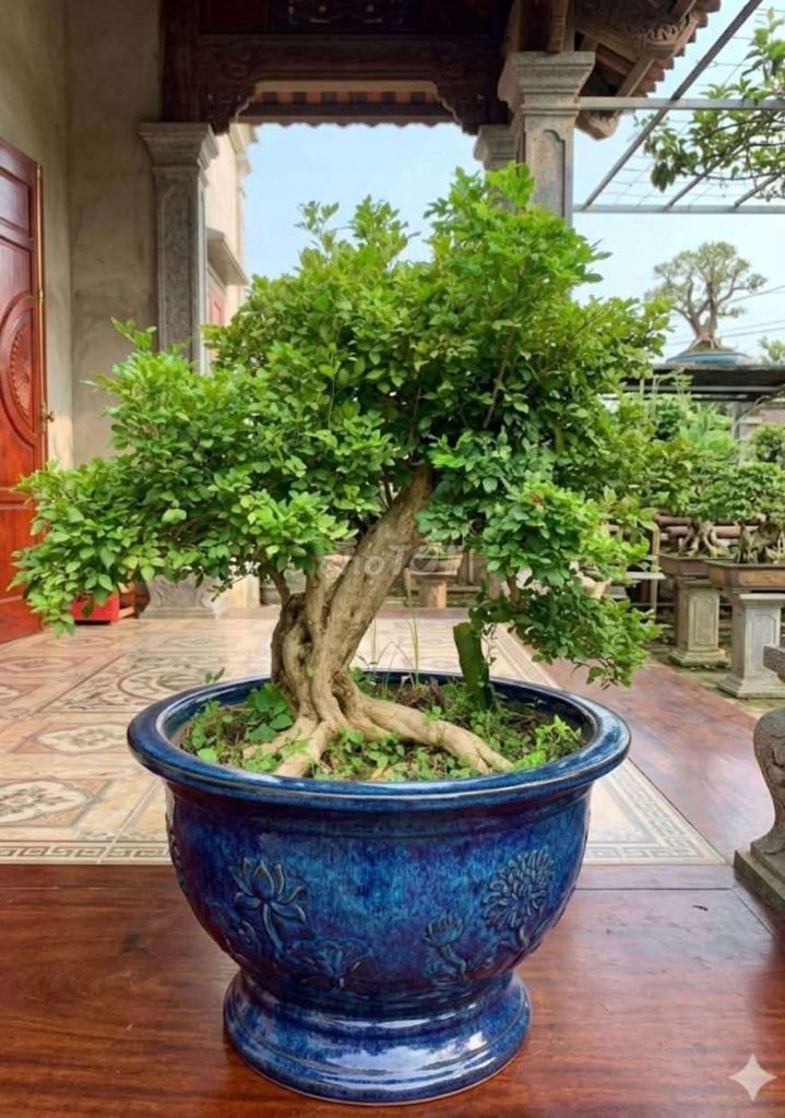 Xả nhanh Nguyệt quế . Mua bán Cây cảnh, đồ trang trí tại Huyện Ý Yên Nam Định được đăng bởi Đinh Cúc hình 1