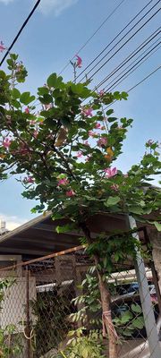 Cây Hoa móng bò ❤️, hoa tím hồng❤️ rất đẹp