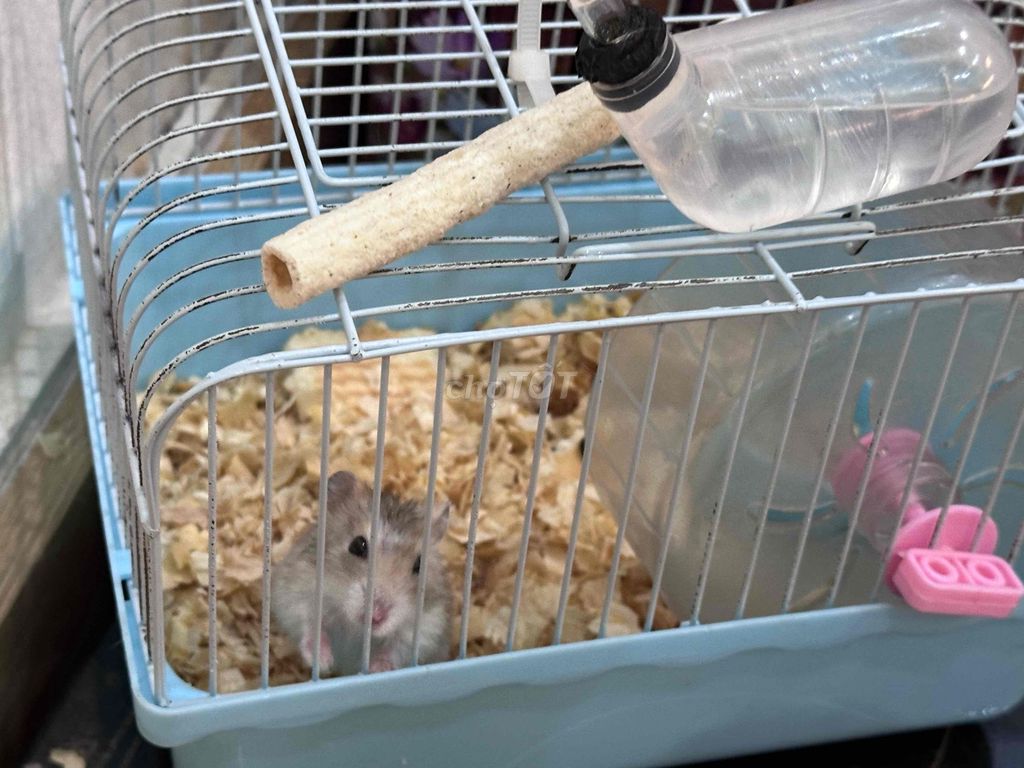 Chuột Hamster Trắng xám. Mua bán Thú cưng khác tại Huyện An Dương Hải Phòng được đăng bởi Tony hình 1