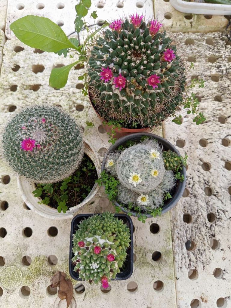 se 4c Xương rồng Mami chậu 7-10cm. Mua bán Cây cảnh, đồ trang trí tại Huyện Long Hồ Vĩnh Long được đăng bởi Linh hình 1