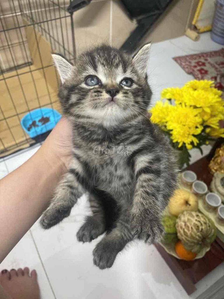 cần bán 3 bé mèo form khủng long. Mua bán Mèo tại Quận 7 Tp Hồ Chí Minh được đăng bởi  Anh Thư hình 4