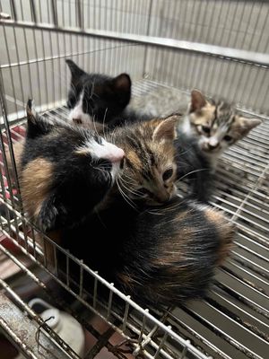 cần tìm người chăm em. Mua bán Mèo tại Quận Đống Đa Hà Nội được đăng bởi hải nguyên 
