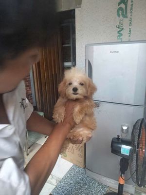 Poodle Teacup Chân Lùn Mõm Ngắn. Mua bán Chó tại Huyện Bình Chánh Tp Hồ Chí Minh được đăng bởi Hoang Minh Le