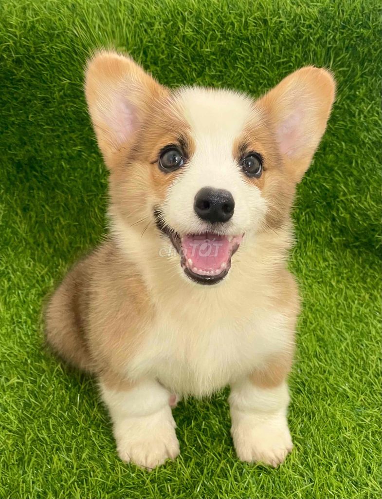 Chó Corgi Vàng trắng Cả hai. Mua bán Chó tại Huyện Thanh Trì Hà Nội được đăng bởi Nguyễn Longg hình 1