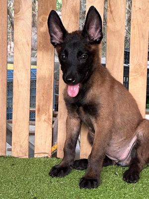 Chó Becgie Bỉ Đại đực 2 tháng 1 mũi