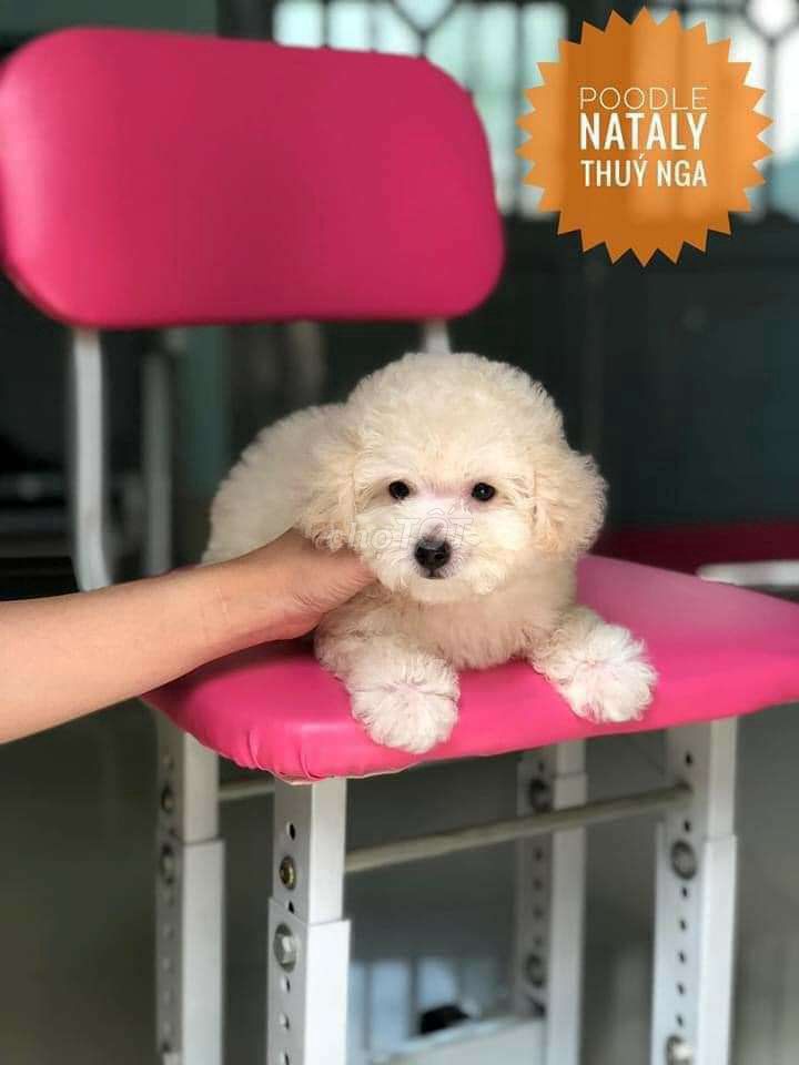 0908319478 - Cần bán Poodle đực