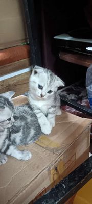 Mèo Anh lông ngắn con màu trắng xám. Mua bán Mèo tại Quận Gò Vấp Tp Hồ Chí Minh được đăng bởi Vu Nguyên