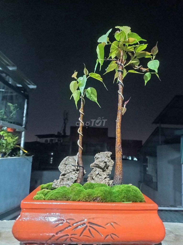 Cây bonsai