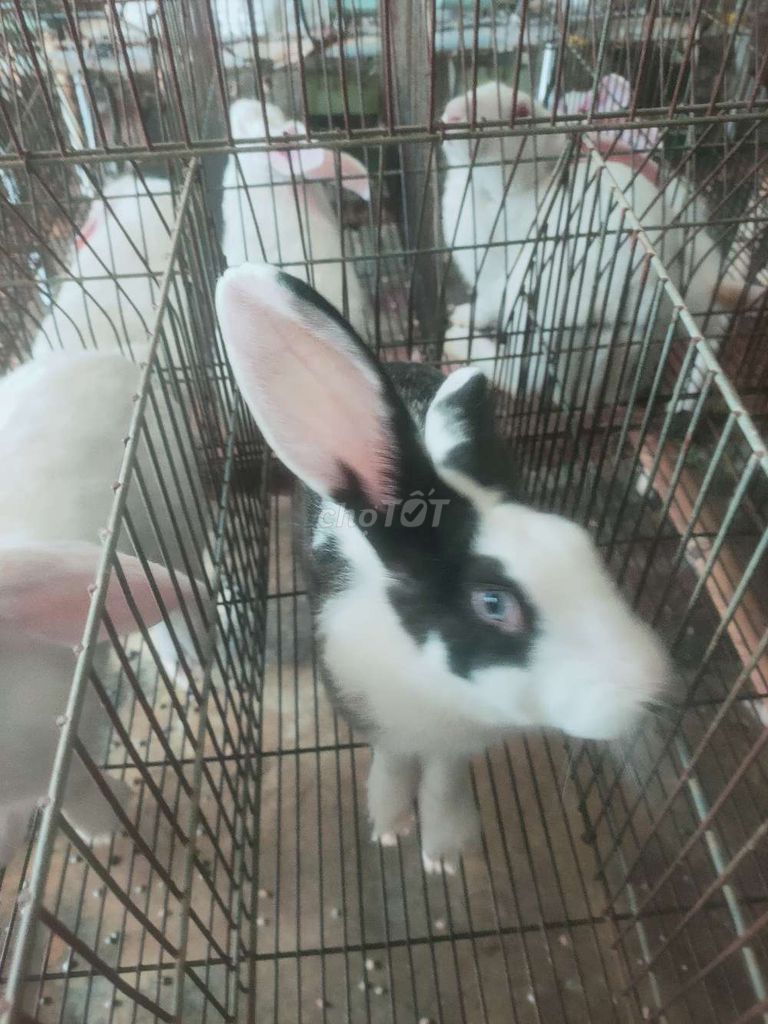 Thỏ thịt,thỏ con , thỏ giống. Mua bán Thú cưng khác tại Thành phố Biên Hòa Đồng Nai được đăng bởi Nguyễn Hoàng Anh Thi hình 1