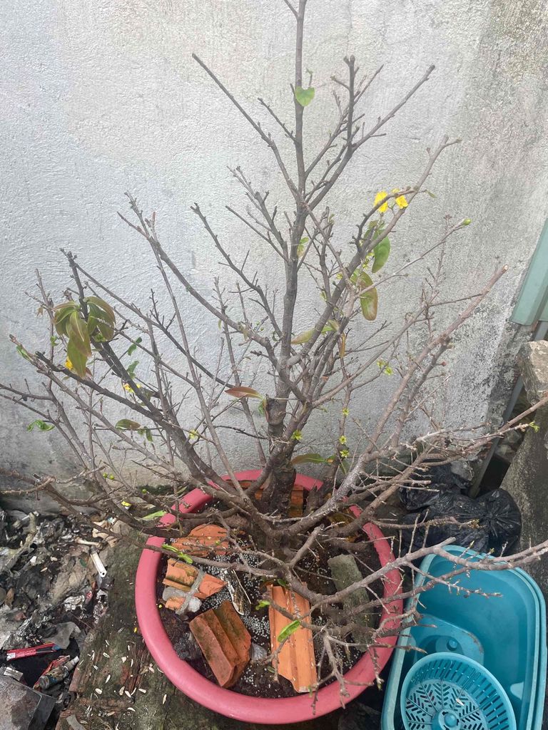 Mai vàng nhiều hoa. Mua bán Cây cảnh, đồ trang trí tại Huyện Đức Hòa Long An được đăng bởi Hien hình 1