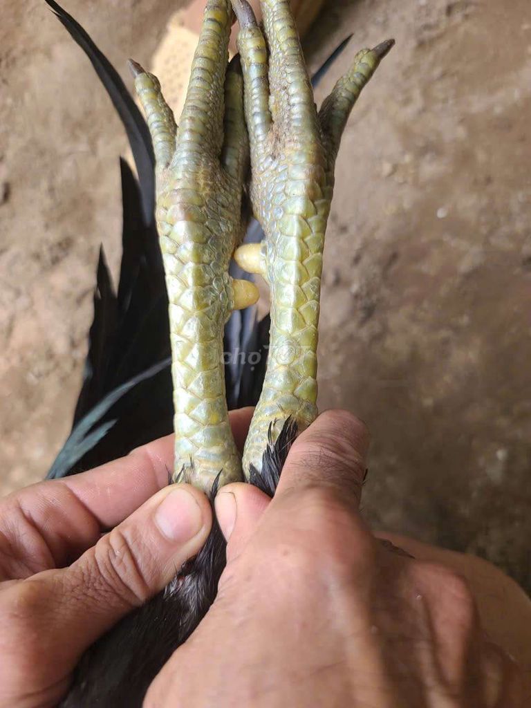 Gà chọi trống 3,2kg. Mua bán Gà tại Huyện Giồng Trôm Bến Tre được đăng bởi vo minh hien hình 1