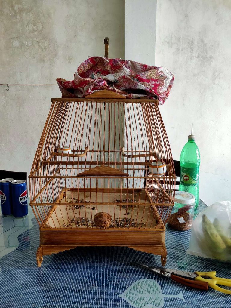 giao lưu. Mua bán Chim tại Quận Sơn Trà Đà Nẵng được đăng bởi Đoàn Văn Tâm hình 1