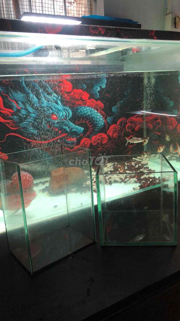 Hồ cá kính nuôi betta. Mua bán Phụ kiện, Thức ăn, Dịch vụ tại Quận Hải Châu Đà Nẵng được đăng bởi Nam Sơn hình 1