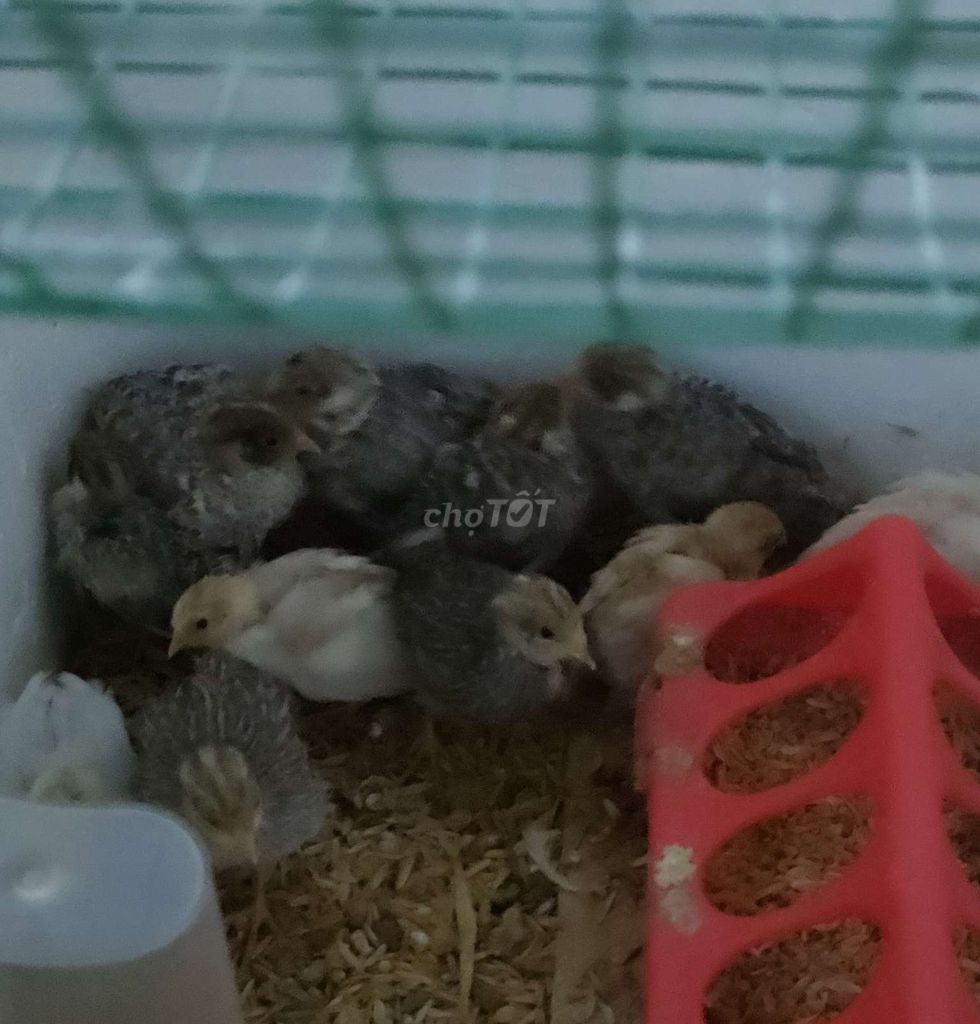 Chim cút thái ( gà rutin). Mua bán Chim tại Thành phố Thủ Đức Tp Hồ Chí Minh được đăng bởi Minh hình 1